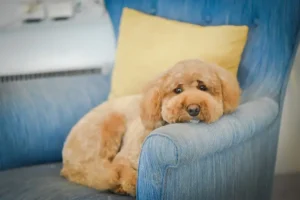 Poshy Puppy