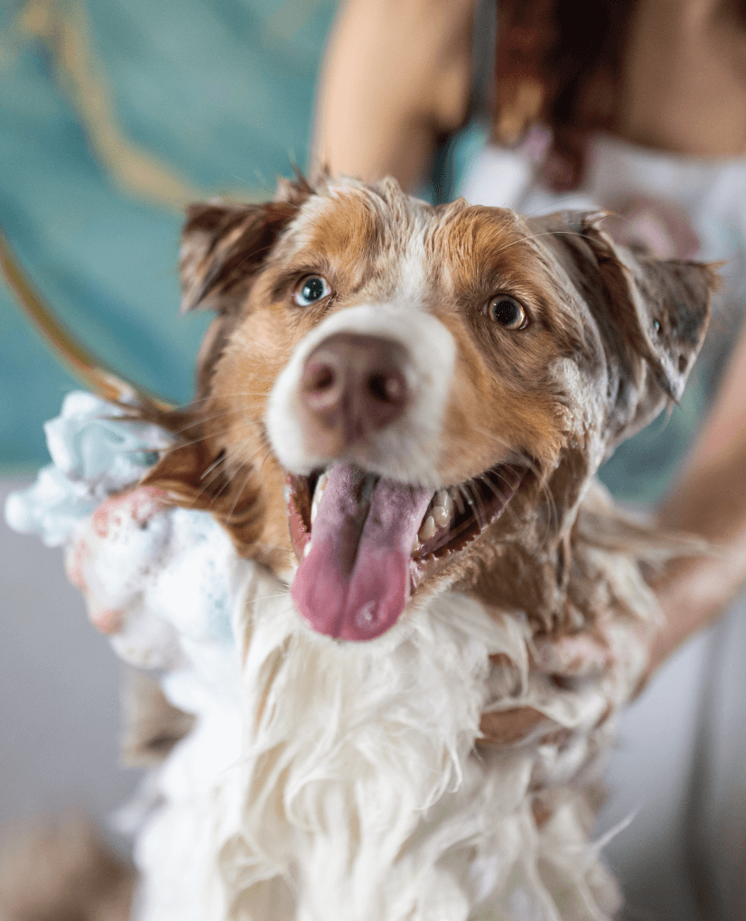 Hundepleietjenester i Oslo – profesjonell pelspleie hos Doodland Spa