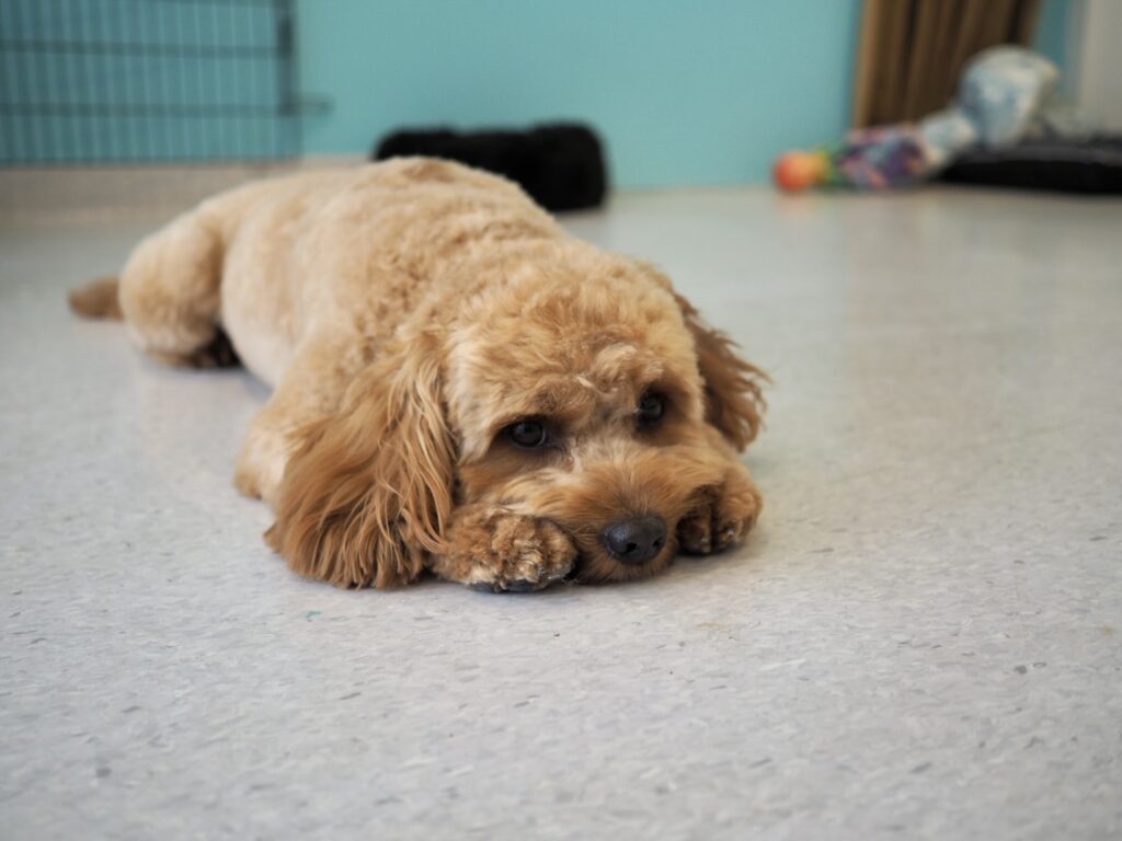 floker i hundepelsen