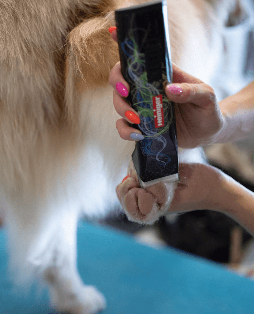 Hundeklipp og flokebehandling for en sunn pels