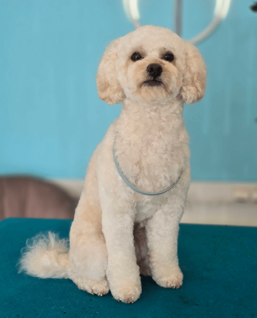 Hundepleietjenester i Oslo – profesjonell pelspleie hos Doodland Spa