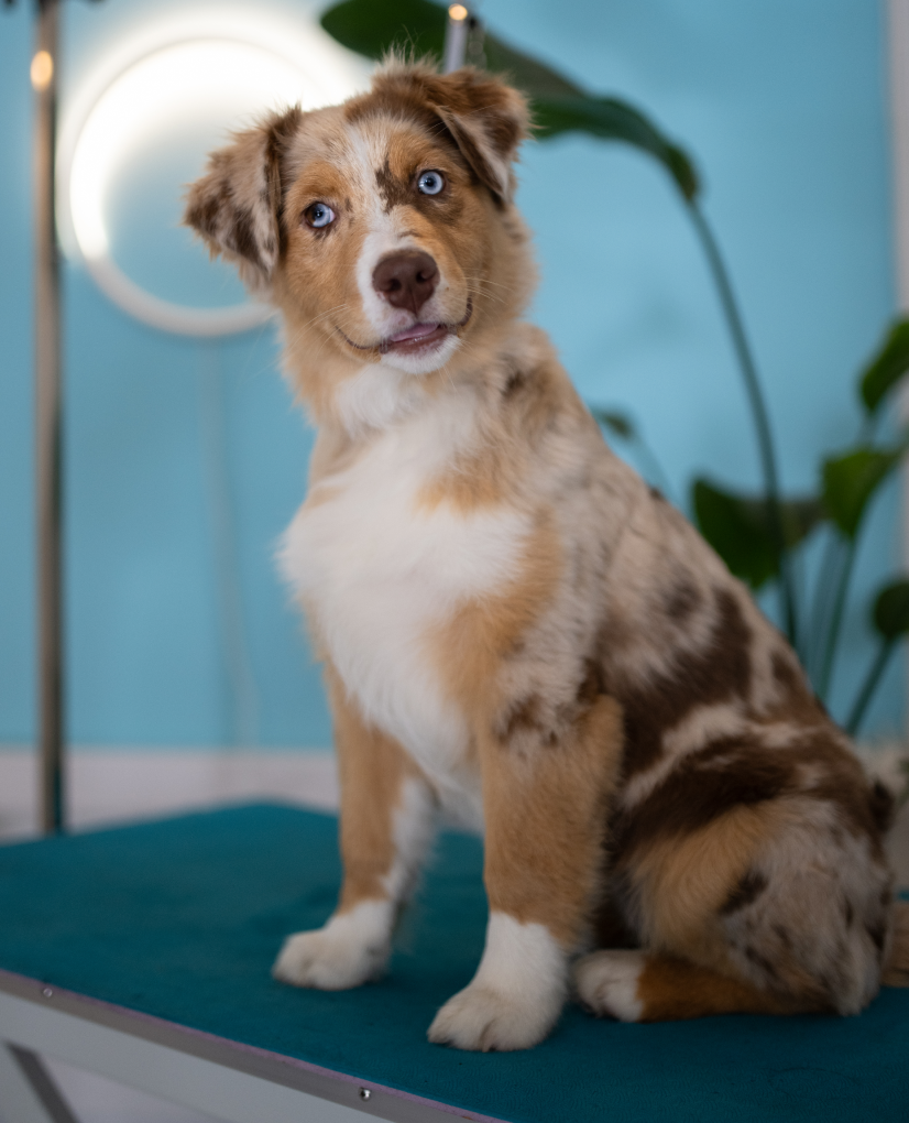 Hundeklipp og flokebehandling for en sunn pels