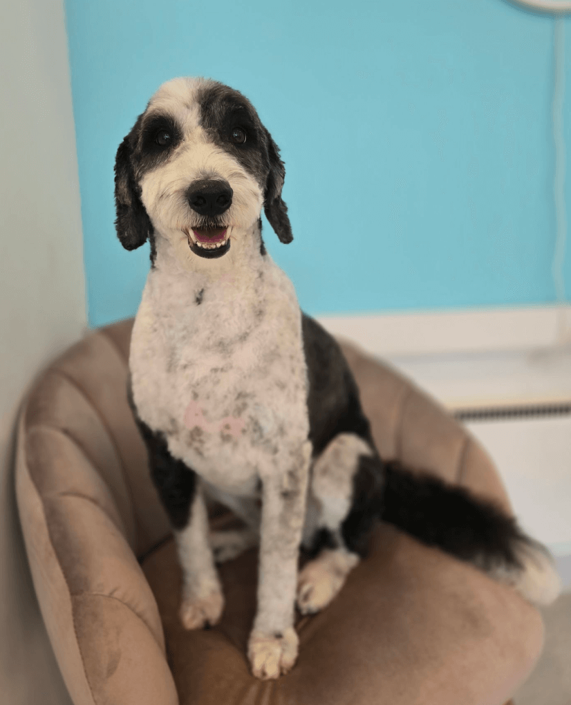 Hundepleietjenester i Oslo – profesjonell pelspleie hos Doodland Spa