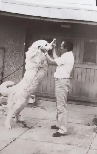 Hundefrisør Oslo – Skånsom pelspleie hos Doodland Spa