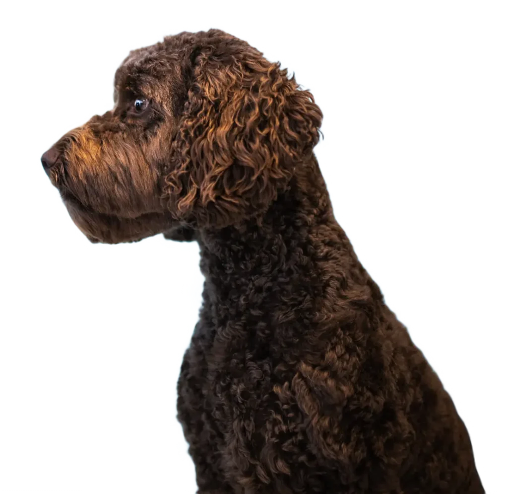 Hundefrisør Oslo – Skånsom pelspleie hos Doodland Spa