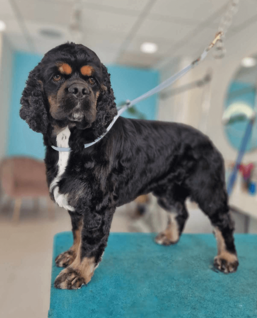 Hundeklipp og flokebehandling for en sunn pels