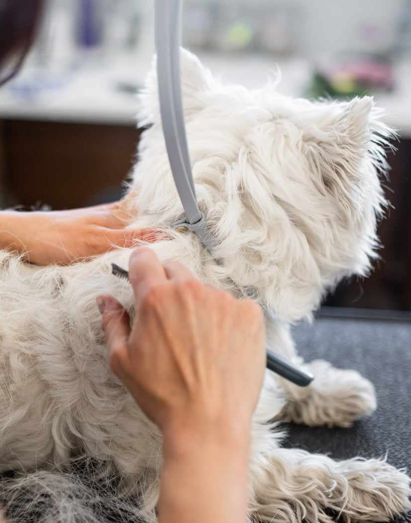 Hundeklipp og flokebehandling for en sunn pels