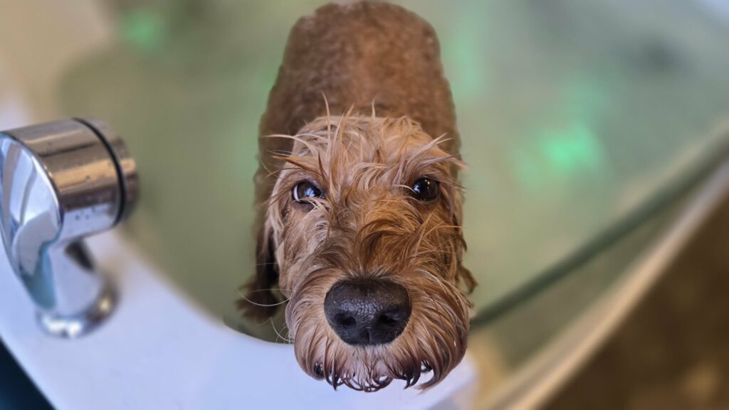 ozonbad for hund i spa