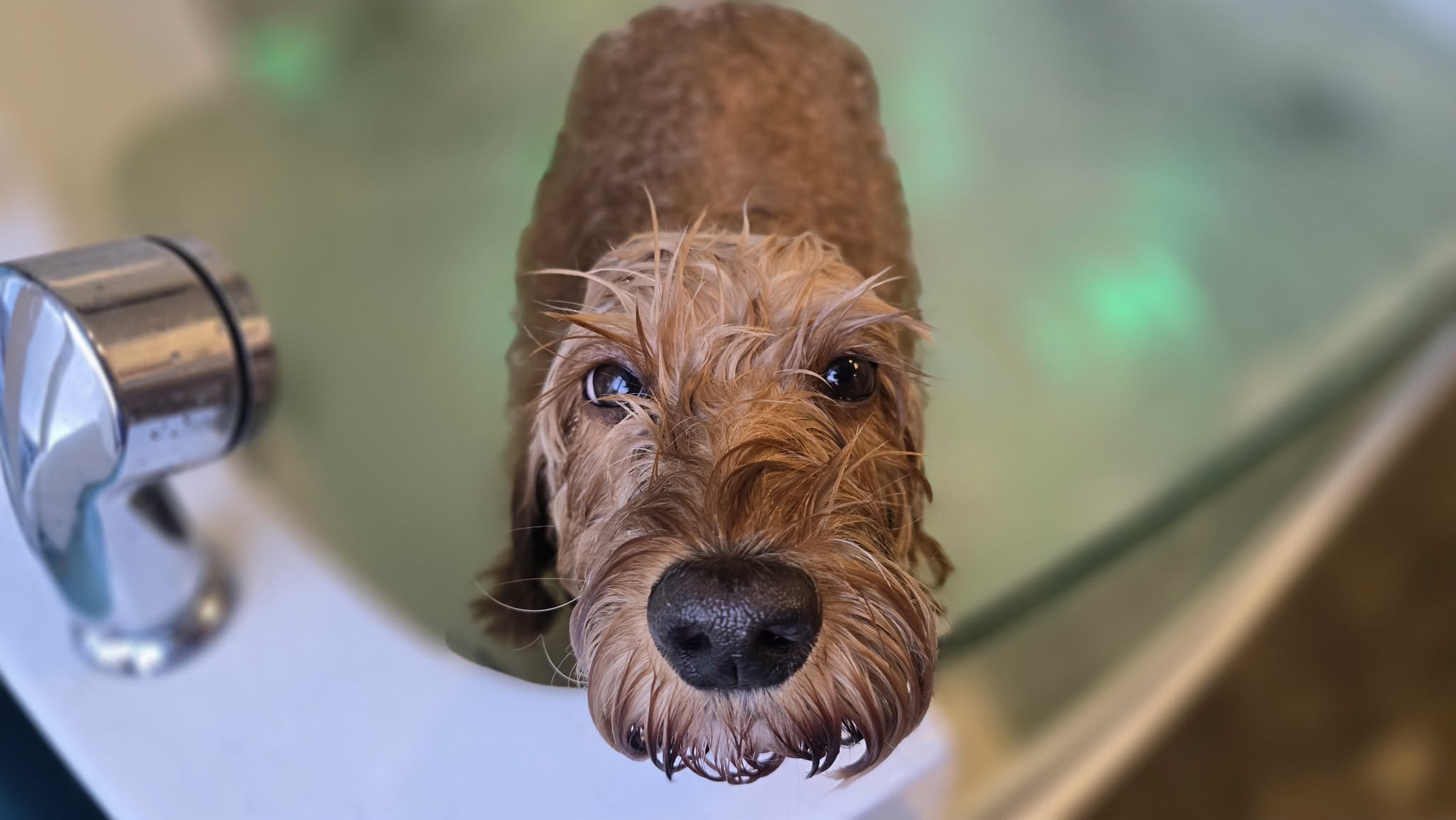 ozonbad for hund i spa