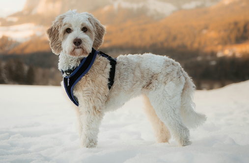 vinterpelsstell for hund