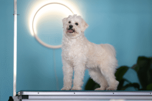 En glad og nyvasket hund som slapper av etter profesjonell pelspleie hos Doodland Spa.