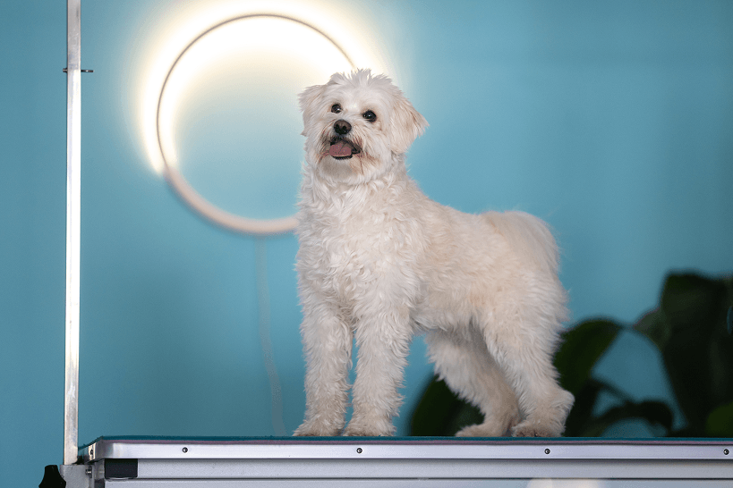 En glad og nyvasket hund som slapper av etter profesjonell pelspleie hos Doodland Spa.