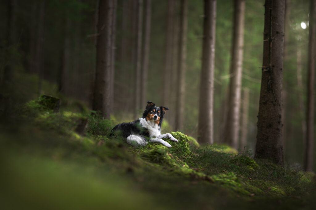 hund overoppheting sommer