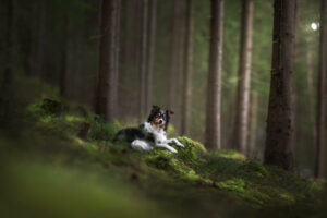 hund overoppheting sommer